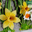 Daffodils Silicone Mould