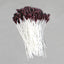 Floral Stamen Lily Brown Small (6pk)