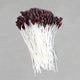 Floral Stamen Lily Brown Small (6pk)