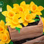Daffodils Silicone Mould