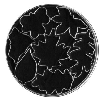 Tin Plate Autumn Leaves Cutter Set (7pc)